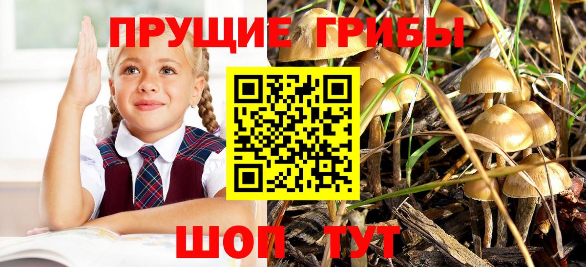 Волоколамск  Галлюциногенные грибы Psilocybine cubensis  Вход с VPN 